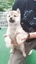 豆柴【熊本県・男の子・2025年3月21日・赤】の写真2