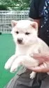 豆柴【熊本県・男の子・2025年3月25日・白】の写真3