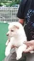 豆柴【熊本県・男の子・2025年3月25日・白】の写真4