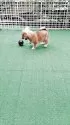 豆柴【熊本県・男の子・2025年3月21日・赤】の写真5