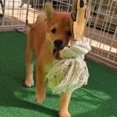 豆柴【熊本県・女の子・2025年8月24日・赤】の写真6