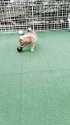 豆柴【熊本県・男の子・2025年3月21日・赤】の写真7