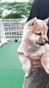 豆柴【熊本県・男の子・2025年3月21日・赤】の写真8