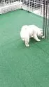 豆柴【熊本県・男の子・2025年3月25日・白】の写真8