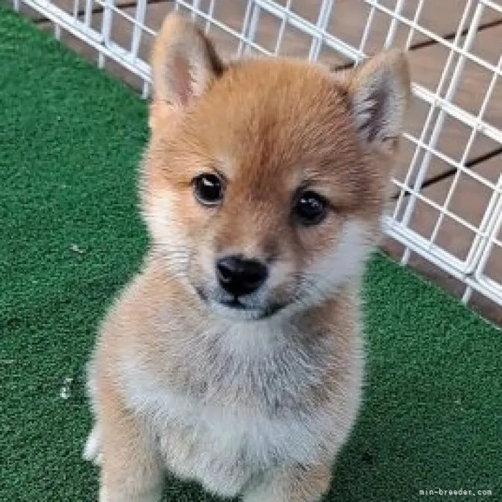 rikuyin 様のお迎えした子犬
