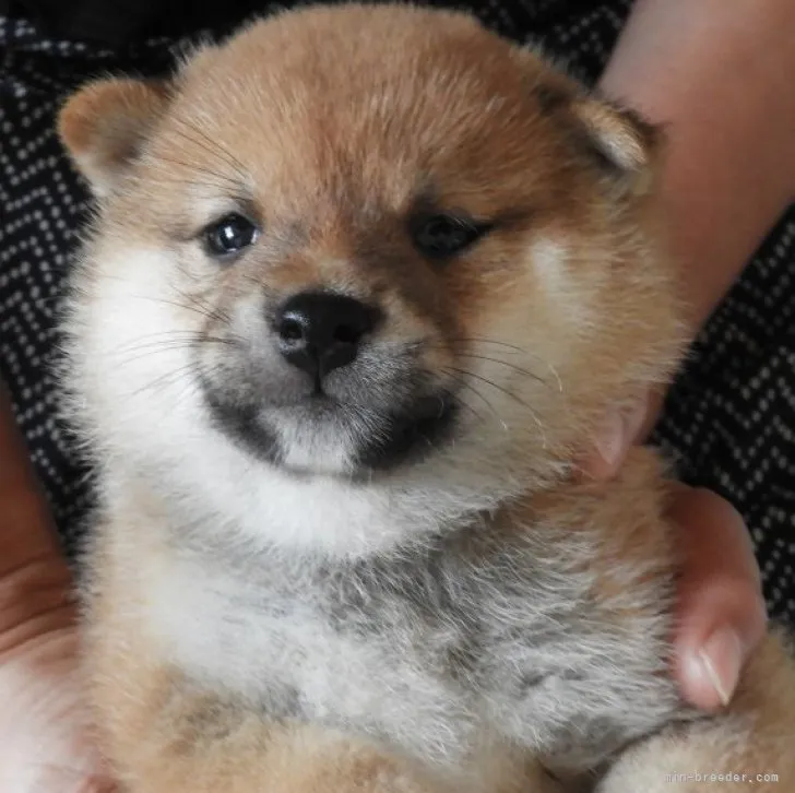 ID:2306-06185の子犬