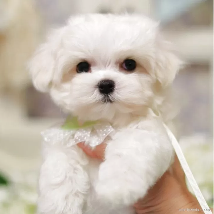 すず 様のお迎えした子犬