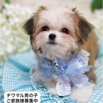 チワマル(マルチーズ×チワワ)【宮城県・男の子・2025年3月16日・レッド&ホワイト】の写真「可愛い過ぎてメロメロ🩷」
