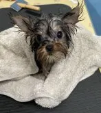 ヨークシャーテリア【宮城県・女の子・2023年7月28日・スチールブルー&タン】の写真3