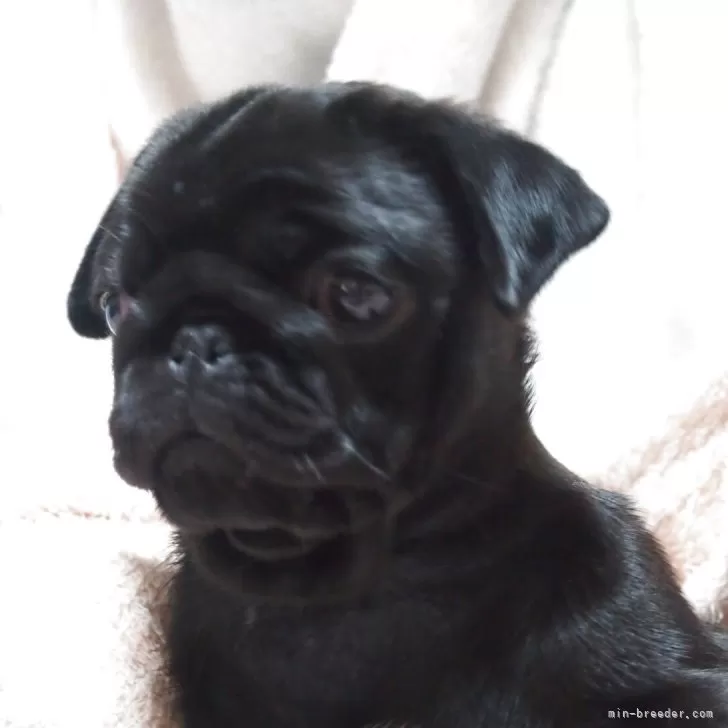 S.I 様のお迎えした子犬