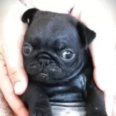 パグ