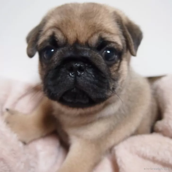 ゆうひろ 様のお迎えした子犬
