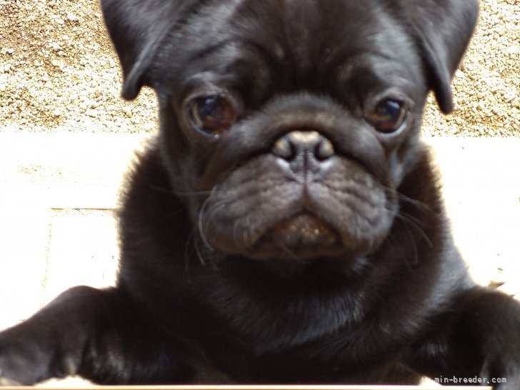 パグ【・女の子・2021年11月7日・黒】「生後4ヶ月頃」