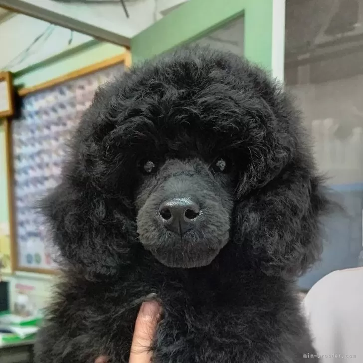 ID：2312-06707の子犬