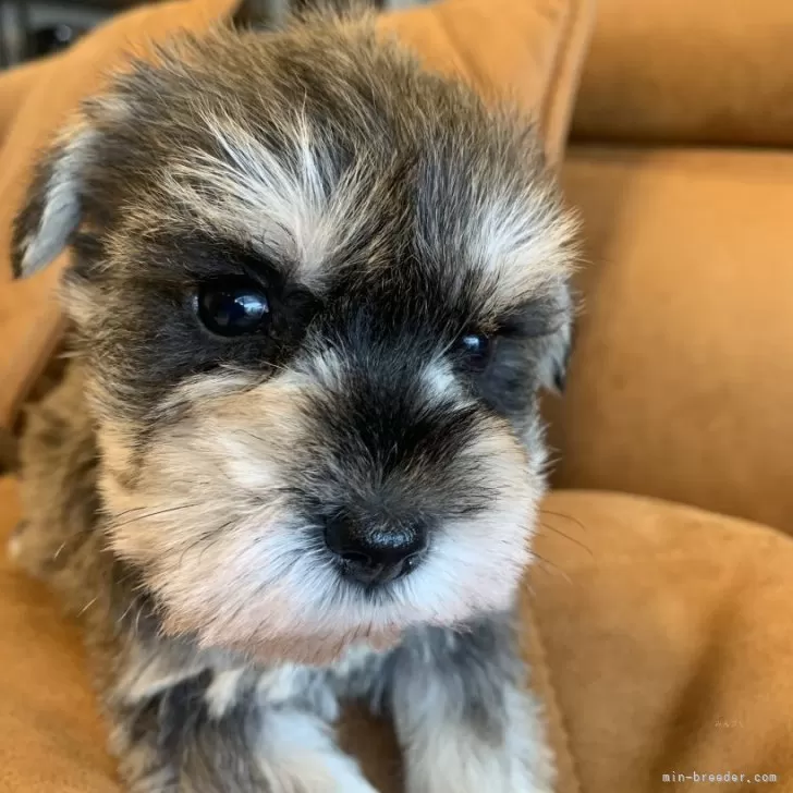 ID：2503-01979の子犬