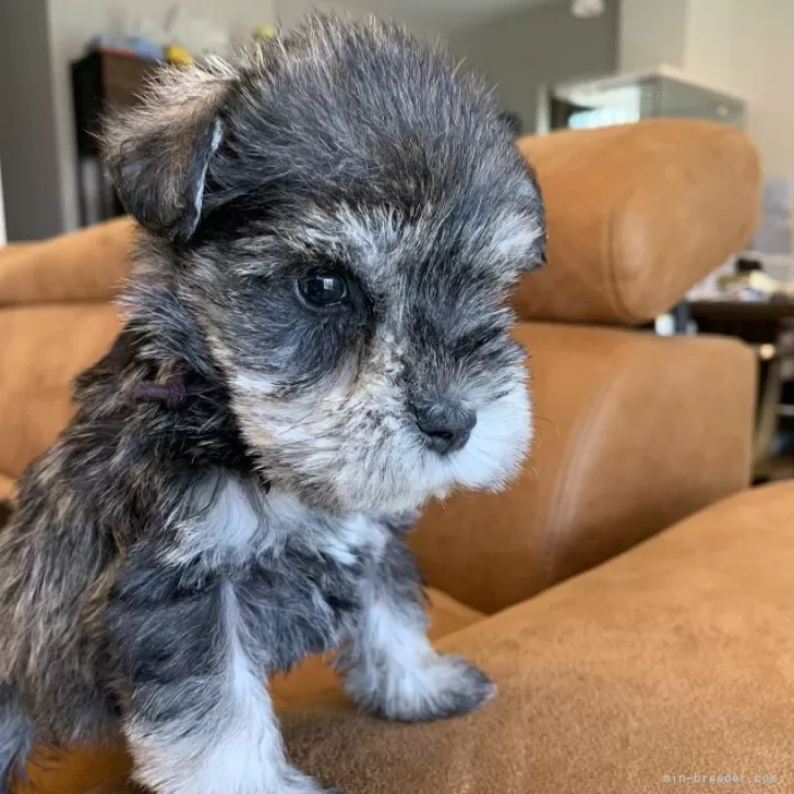 ID：2411-04746の子犬