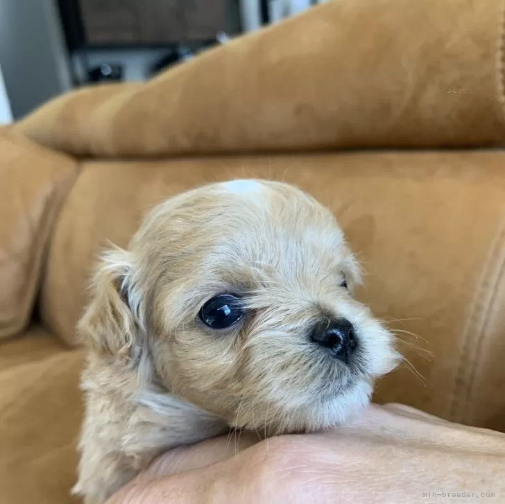 ID:2502-05321の子犬