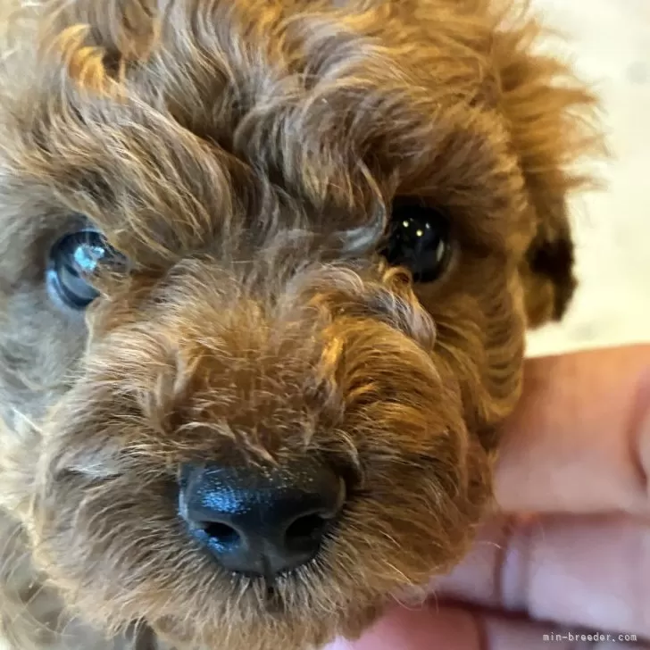 ID：2509-02892の子犬