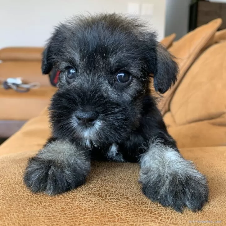 ID:2504-04639の子犬