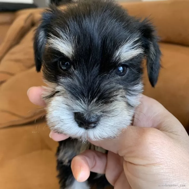 K.O 様のお迎えした子犬