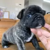 フレンチブルドッグ