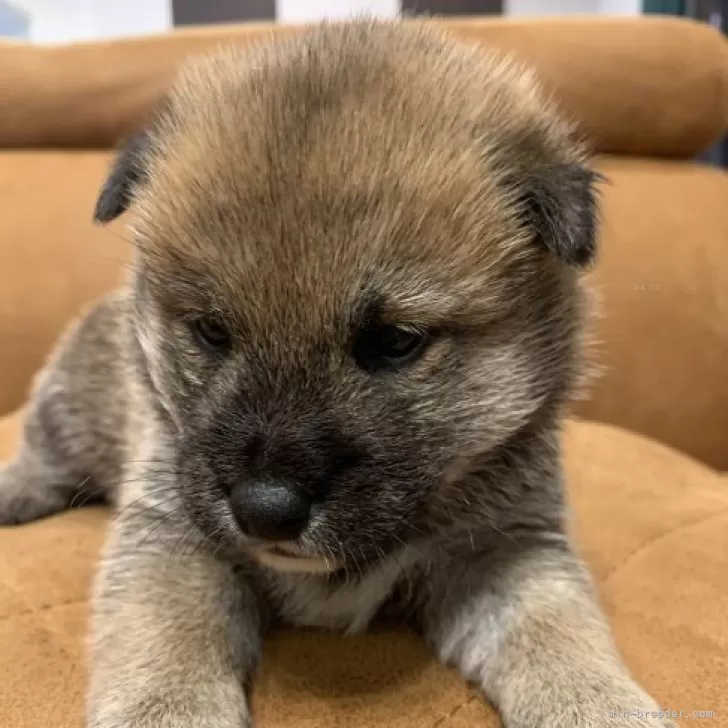 ID:2312-02434の子犬
