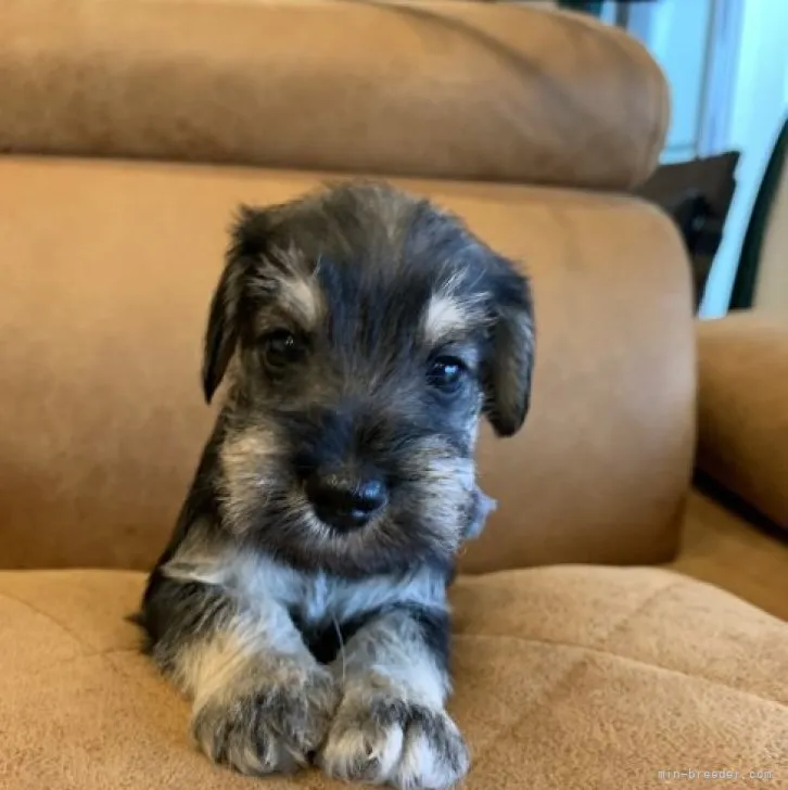 ID:2309-01041の子犬