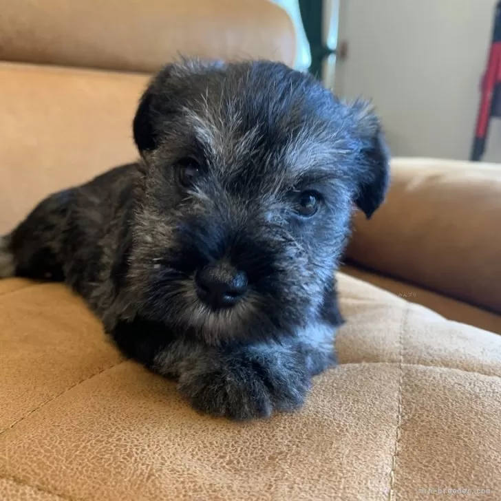 ID:2408-01453の子犬