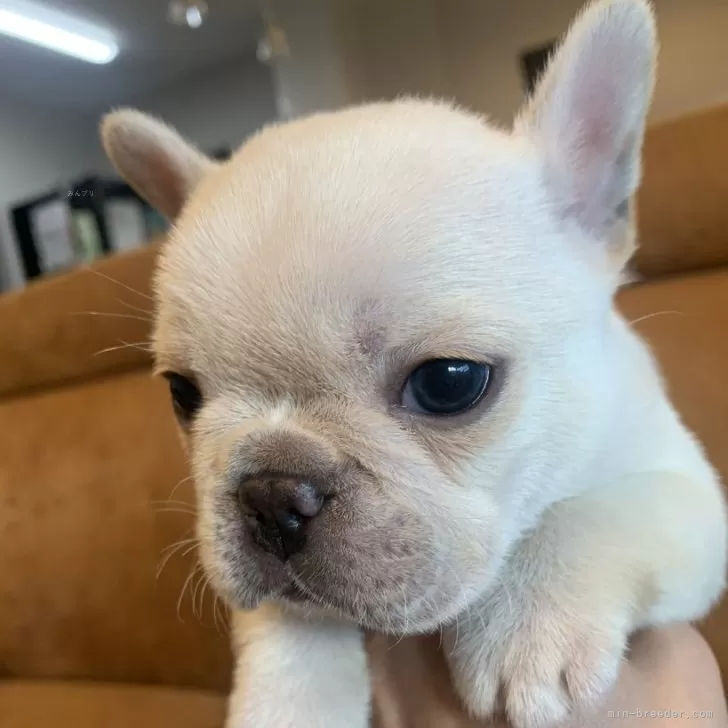 ID:2312-03149の子犬