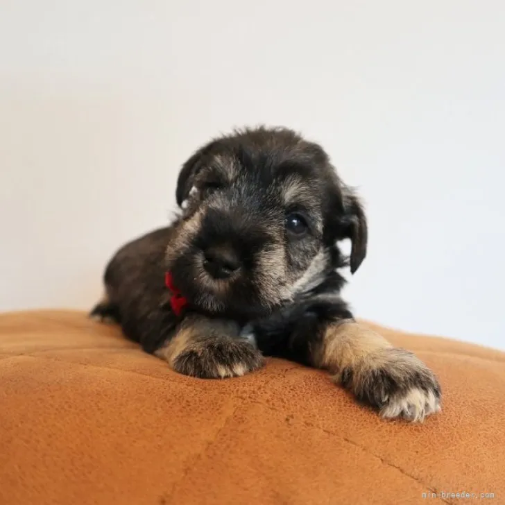 ID:2306-04535の子犬