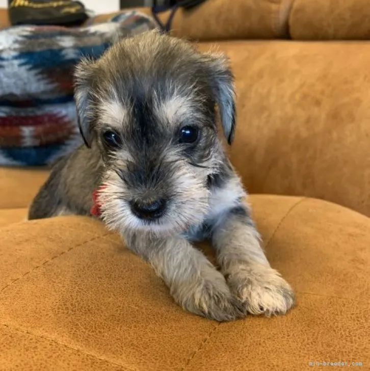 ID:2309-00757の子犬
