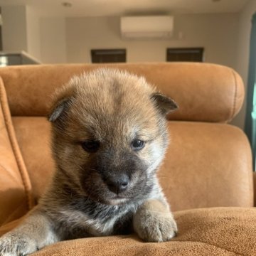 柴犬(標準サイズ)【千葉県・女の子・2023年11月12日・胡麻】の写真「お顔が丸っこい、とっても可愛い赤胡麻の女の子です」