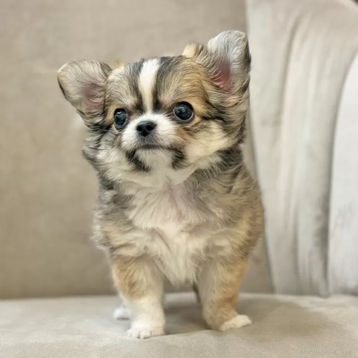 ID：2509-01638の子犬
