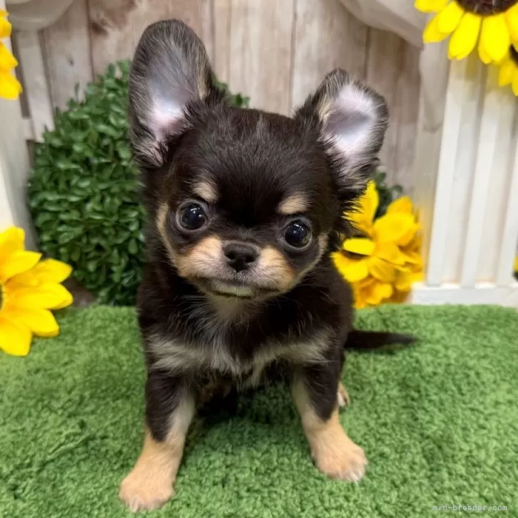 ID:2509-05700の子犬