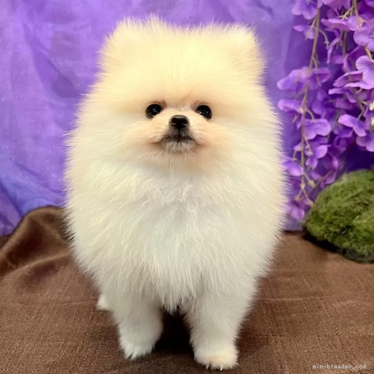 ID:2504-03315の子犬