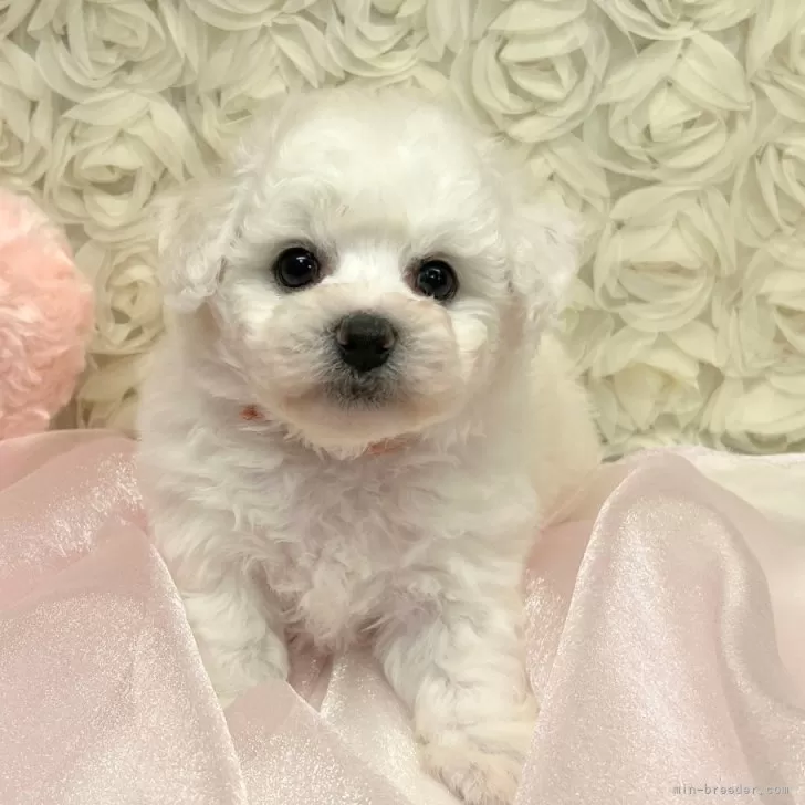 ID：2503-00750の子犬