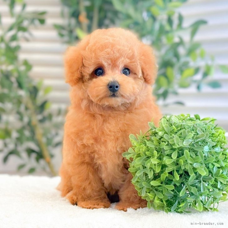 ブリーダー画像