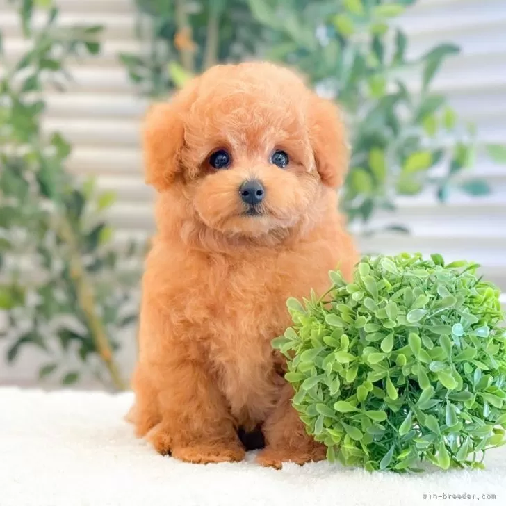 トイプードル(トイ)【愛知県・男の子・2025年9月29日・オレンジフォーン】の写真1