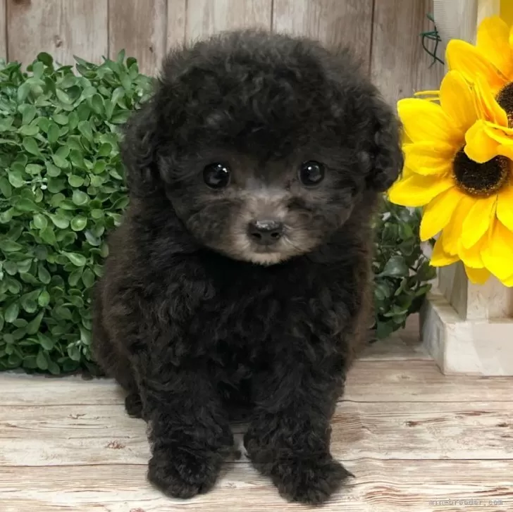 ID:2506-05723の子犬