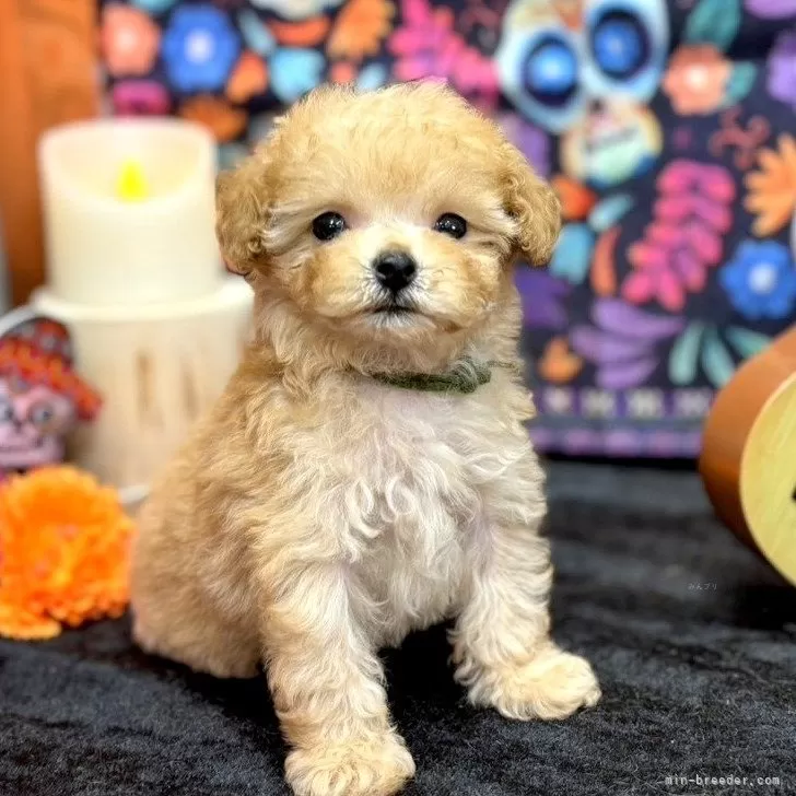 ID:2411-04042の子犬
