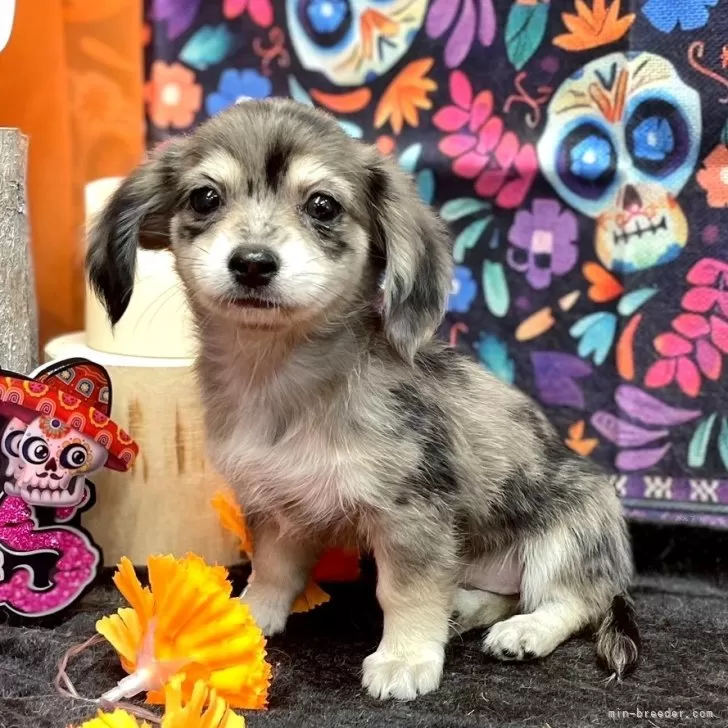 ID:2411-04054の子犬