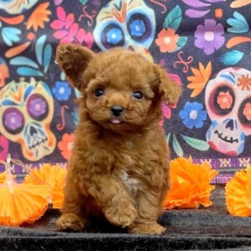 トイプードル(タイニー)【愛知県・男の子・2024年9月26日・レッド】の写真「モロヘイヤくん」
