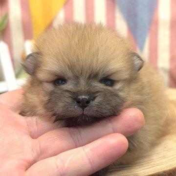 ポメラニアン【愛知県・女の子・2025年3月15日・オレンジ】の写真「あさりちゃん」