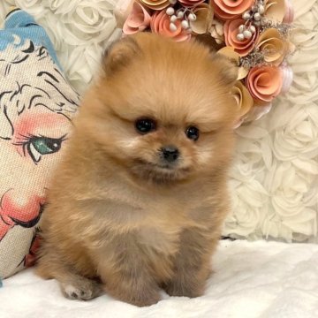ポメラニアン【愛知県・男の子・2024年9月28日・オレンジ】の写真「ぽちゃまるくん」