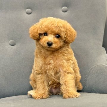 トイプードル(タイニー)【愛知県・男の子・2025年8月6日・オレンジフォーン】の写真「ころも」