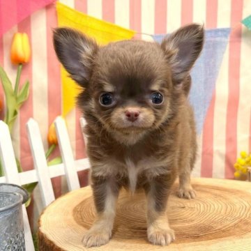 チワワ(ロング)【愛知県・男の子・2025年2月15日・チョコタンホワイト】の写真「タルトくん」