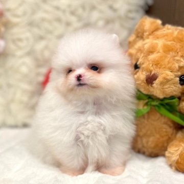 ポメラニアン【愛知県・男の子・2024年10月11日・クリーム】の写真「ミントくん」