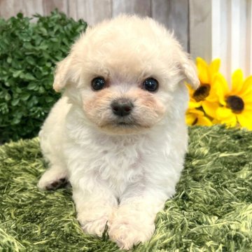 ミックス(ビションフリーゼ×トイプードル)【愛知県・男の子・2025年5月27日・ホワイト】の写真「バイオリンくん　パパ韓国ビション」