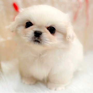 ペキニーズ【愛知県・男の子・2025年10月23日・クリーム】の写真「ビオレくん」