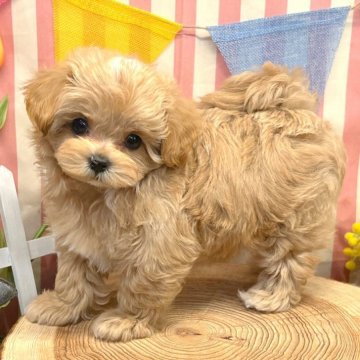 マルプー(トイプードル×マルチーズ)【愛知県・男の子・2025年2月18日・アプリコット】の写真「極上マルプーちゃん」